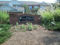 Palms of Lake Spivey